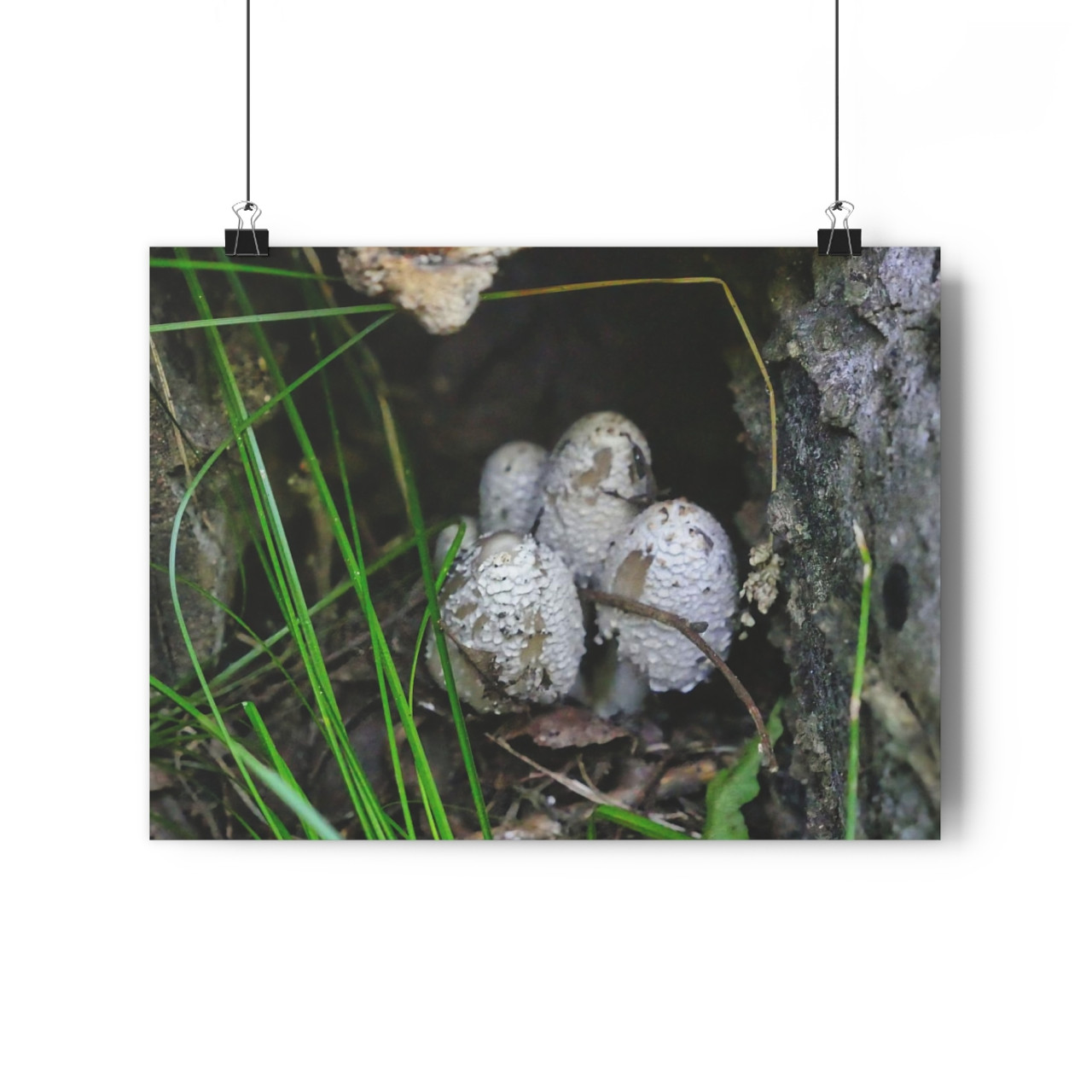 Shroomies - Giclee-Printed Fine Art Photographic Print on Museum Grade Paper