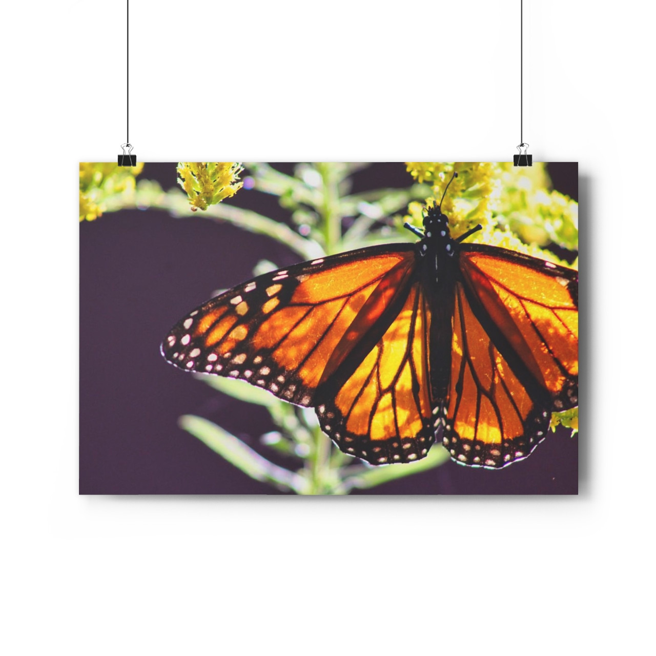 Monarch - Giclee-Printed Fine Art Photographic Print on Museum Grade Paper