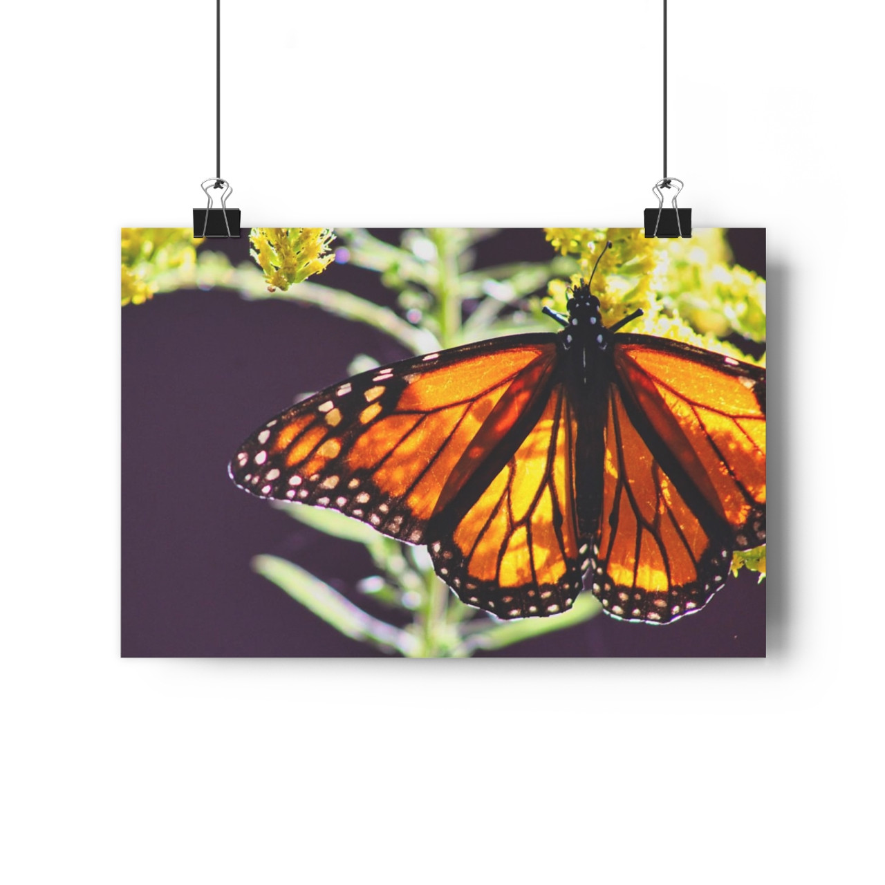 Monarch - Giclee-Printed Fine Art Photographic Print on Museum Grade Paper