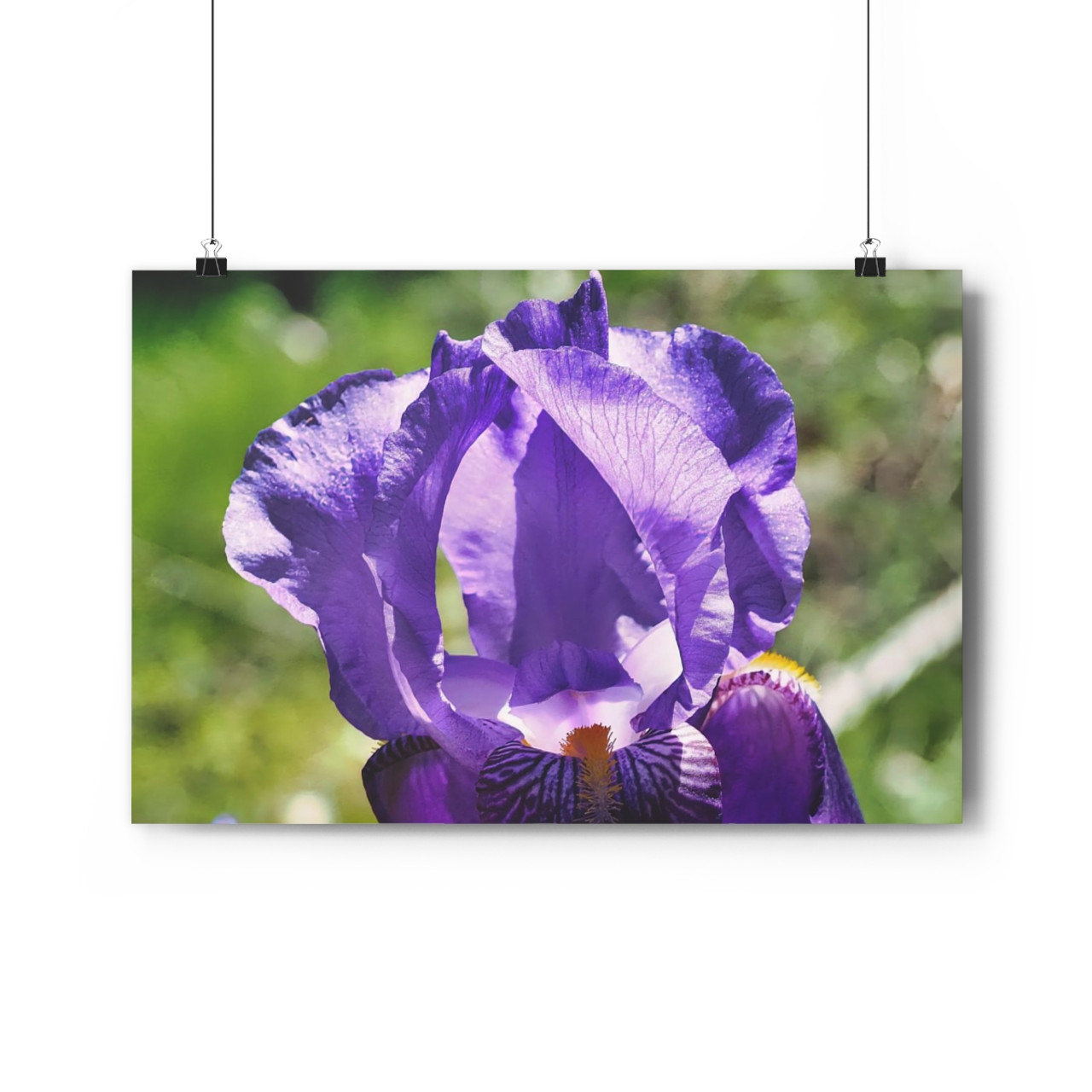 Purple Crown - Giclee-Printed Fine Art Photographic Print on Museum Grade Paper