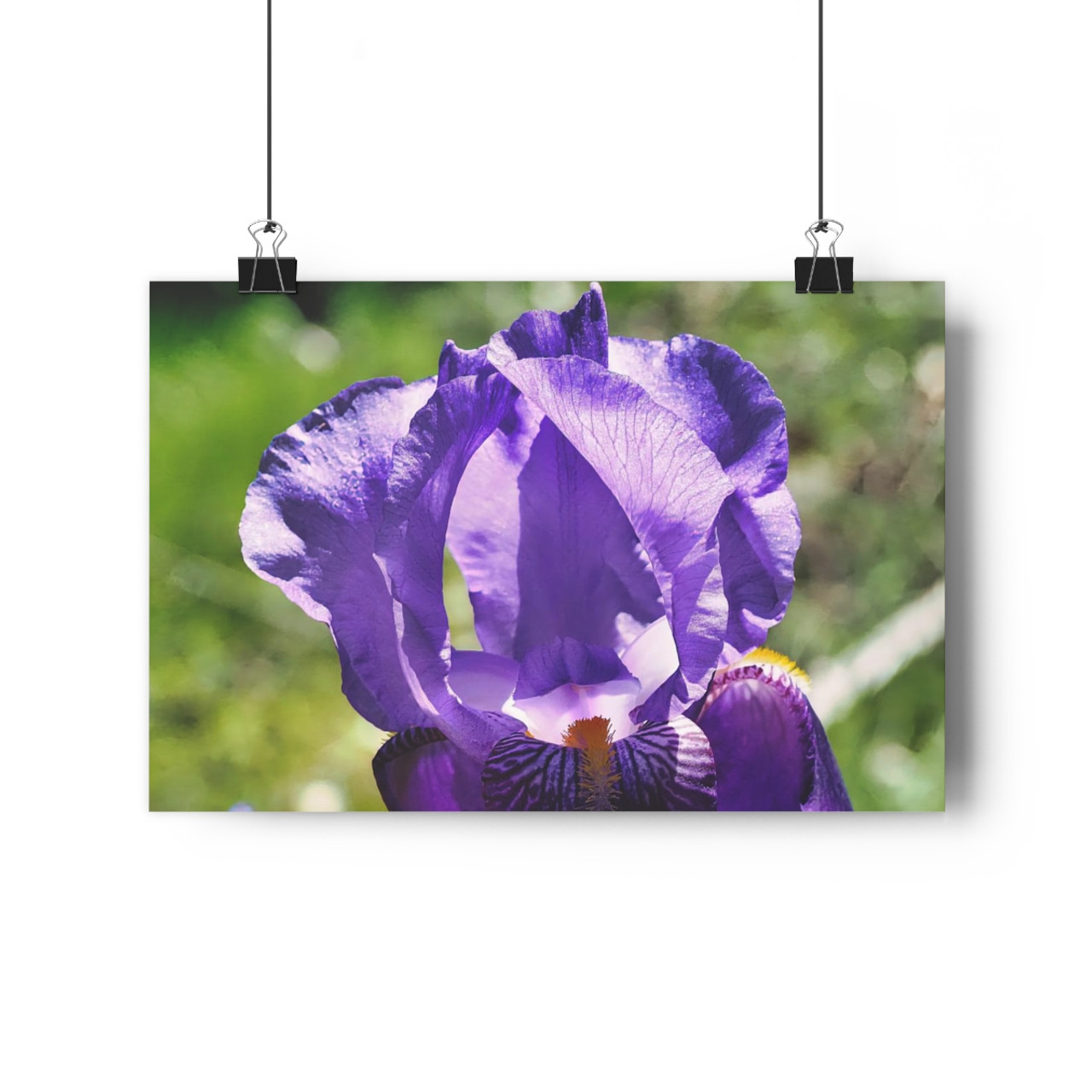 Purple Crown - Giclee-Printed Fine Art Photographic Print on Museum Grade Paper