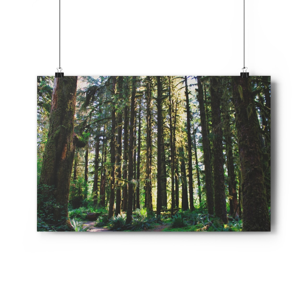 Ancient Copse - Giclee-Printed Fine Art Photographic Print on Museum Grade Paper