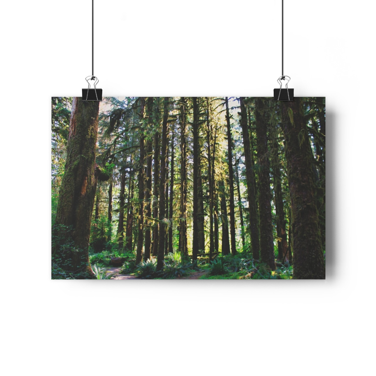 Ancient Copse - Giclee-Printed Fine Art Photographic Print on Museum Grade Paper