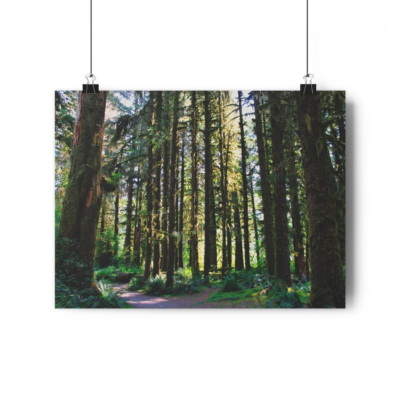 Ancient Copse - Giclee-Printed Fine Art Photographic Print on Museum Grade Paper