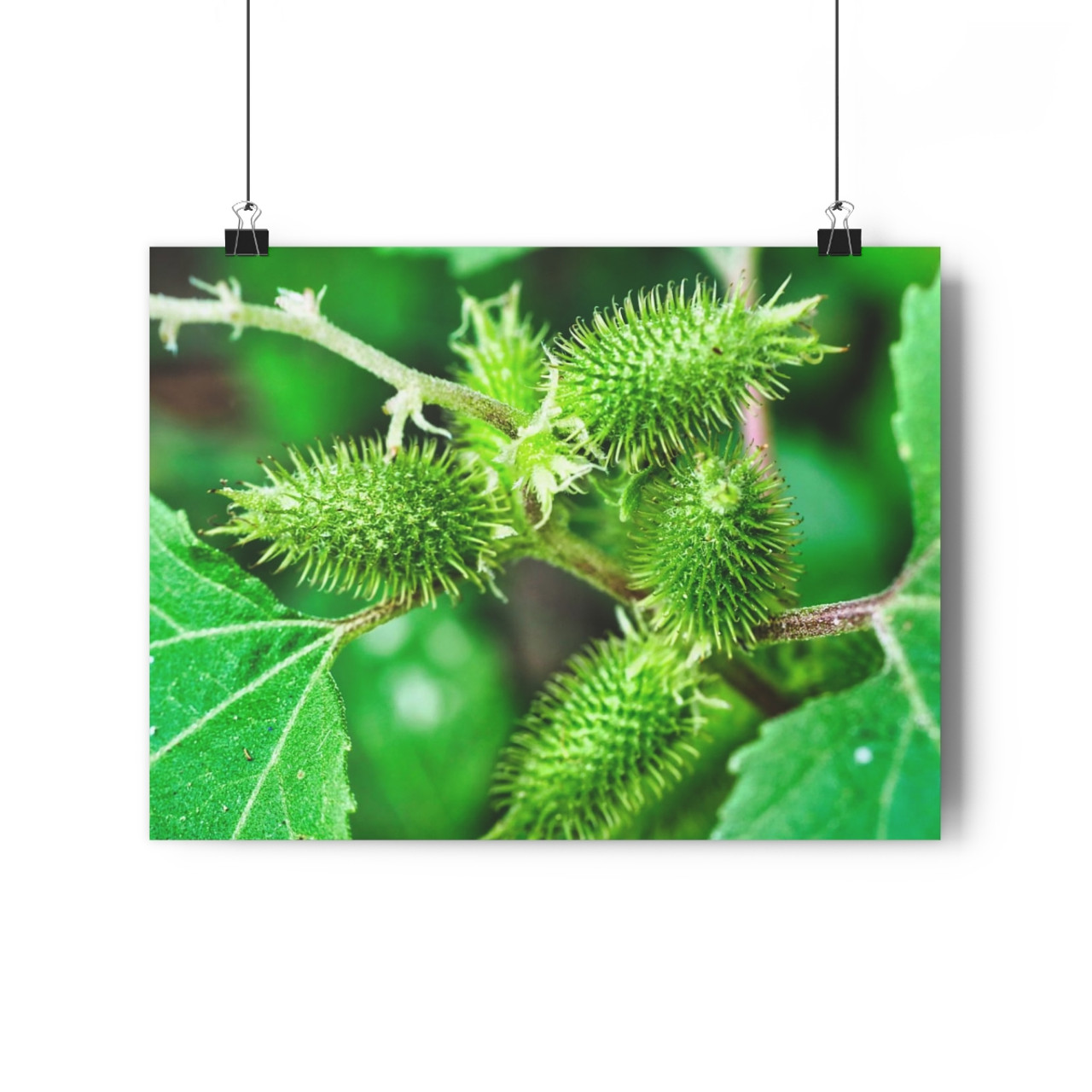 Cocklebur - Giclee-Printed Fine Art Photographic Print on Museum Grade Paper