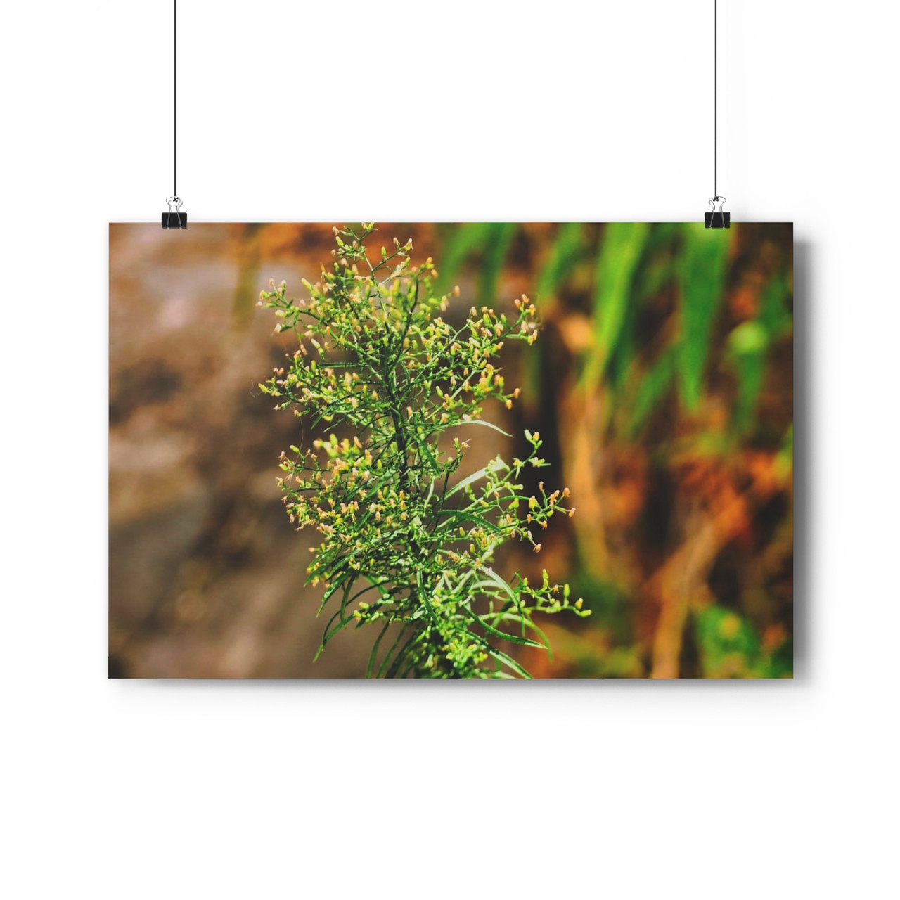 Horseweed - Giclee-Printed Fine Art Photographic Print on Museum Grade Paper