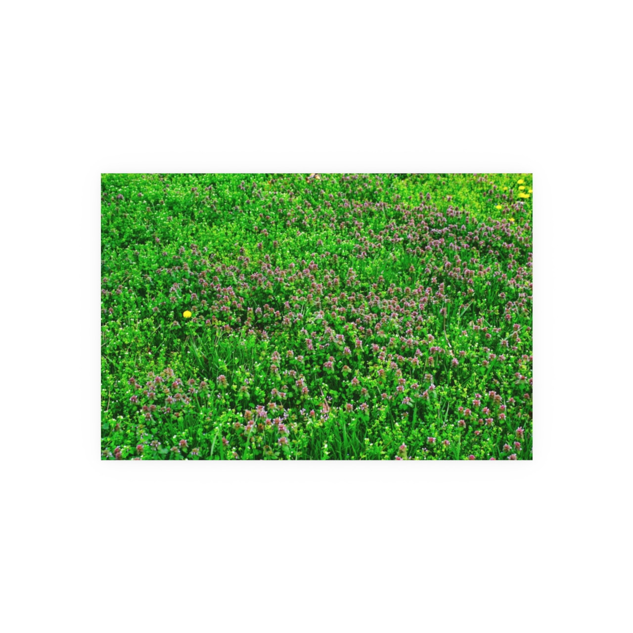 Mint Blooms - Photographic Print