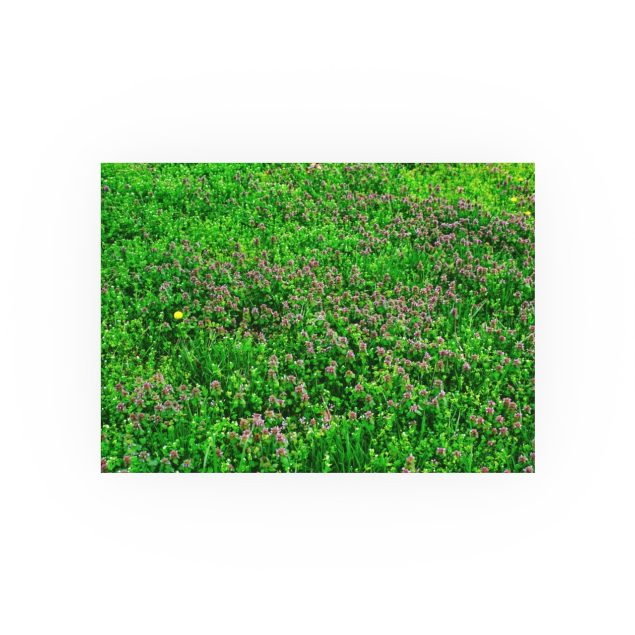 Mint Blooms - Photographic Print