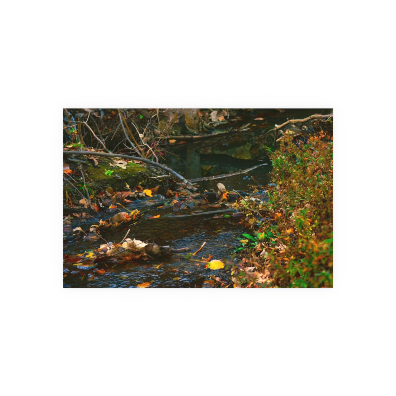 Murmuring Brook - Photographic Print