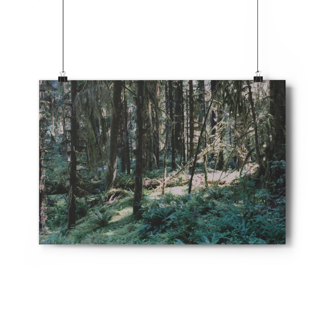 Olympic Moss - Giclee-Printed Fine Art Photographic Print on Museum Grade Paper