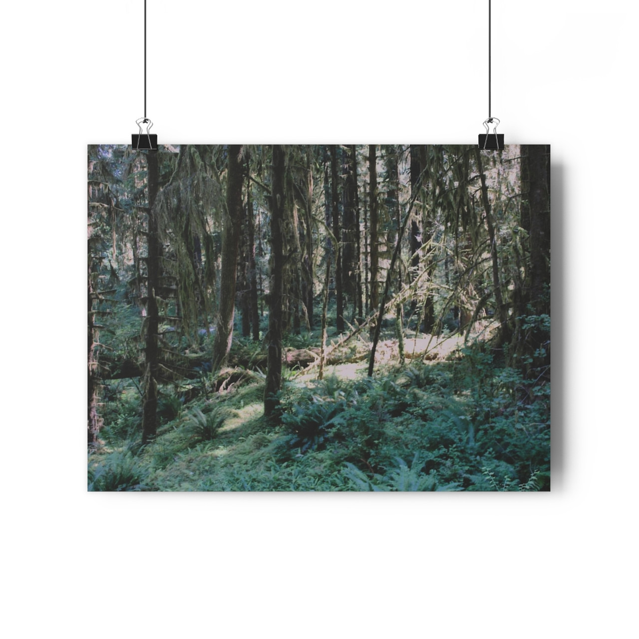 Olympic Moss - Giclee-Printed Fine Art Photographic Print on Museum Grade Paper