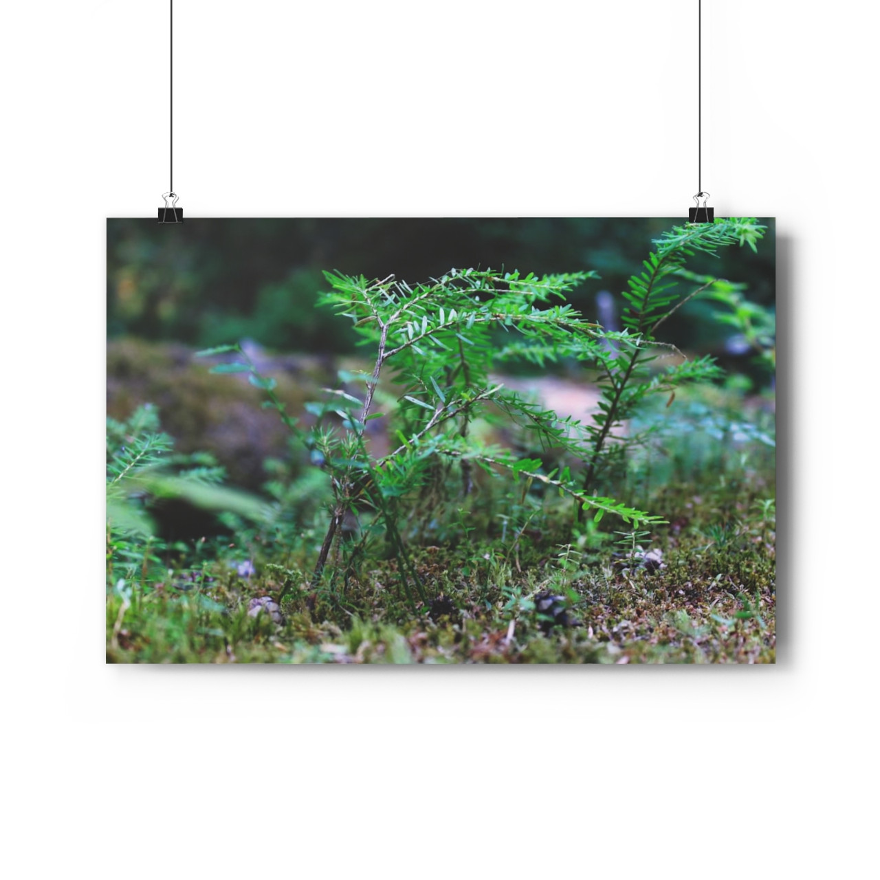Tsuga Rising - Giclee-Printed Fine Art Photographic Print on Museum Grade Paper