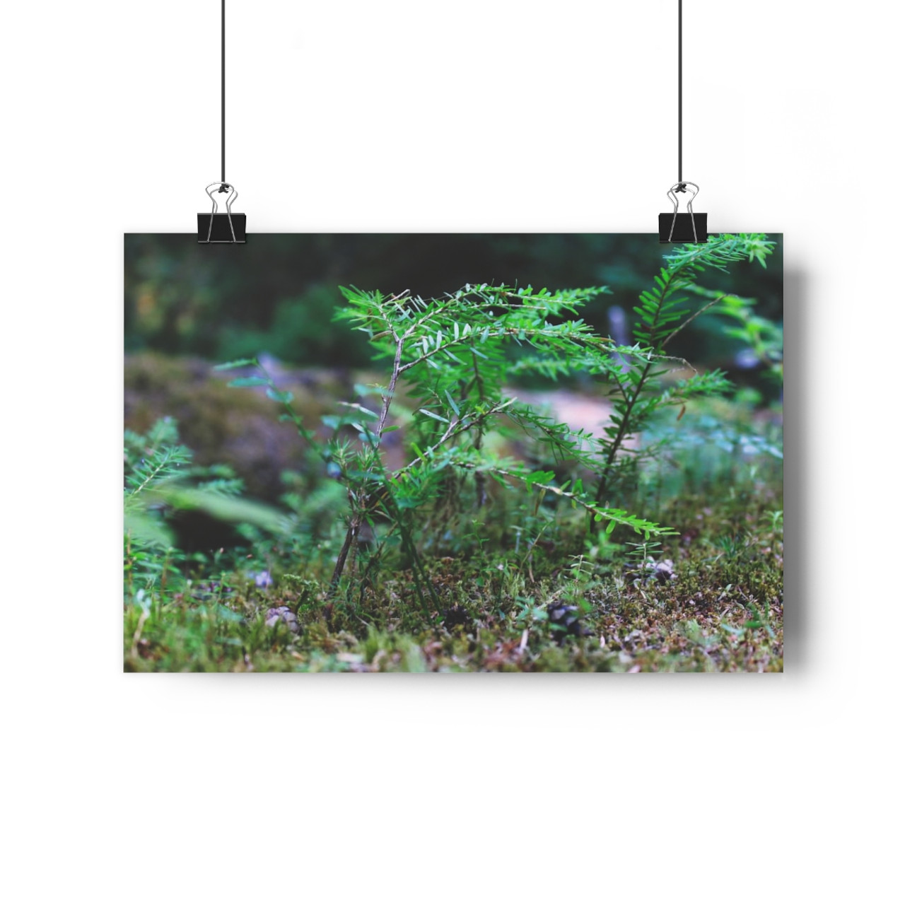 Tsuga Rising - Giclee-Printed Fine Art Photographic Print on Museum Grade Paper