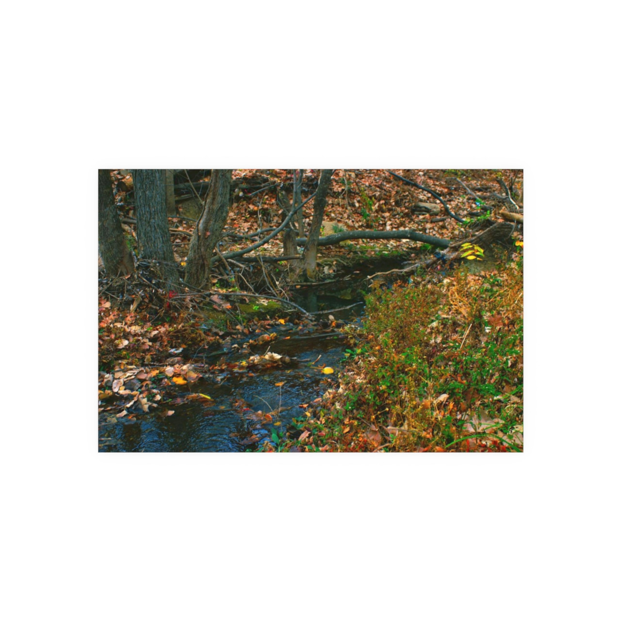 Whispering Brook - Photographic Print