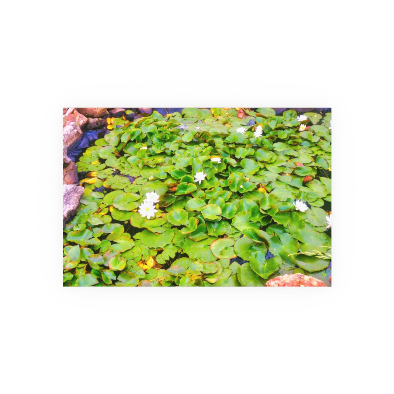 White Lotus - Photographic Print