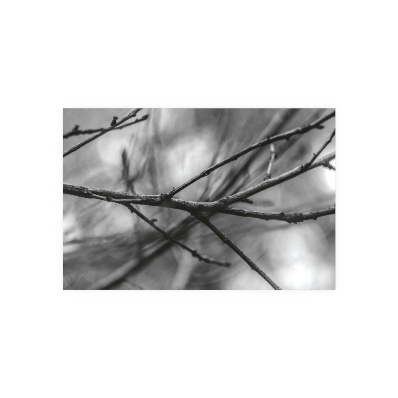Winter Branch - Photographic Print