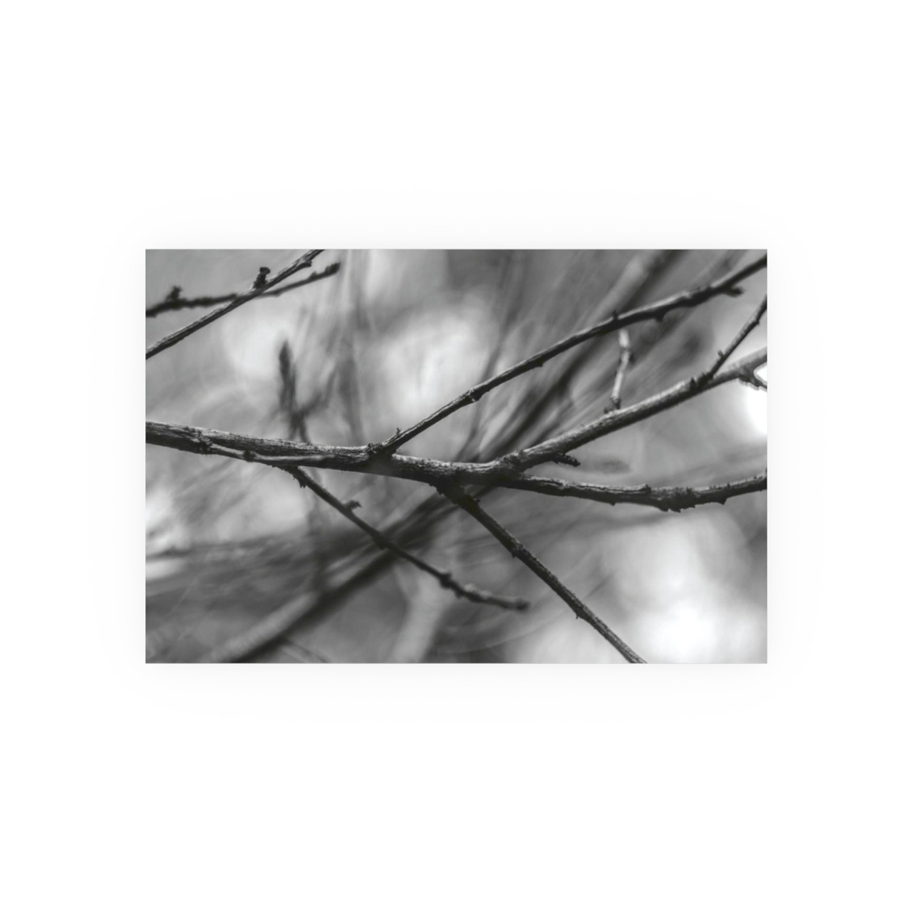 Winter Branch - Photographic Print