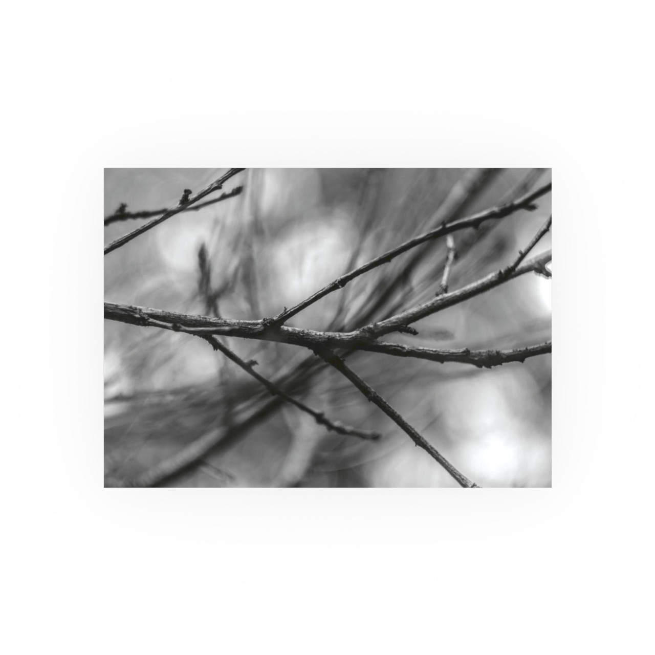 Winter Branch - Photographic Print