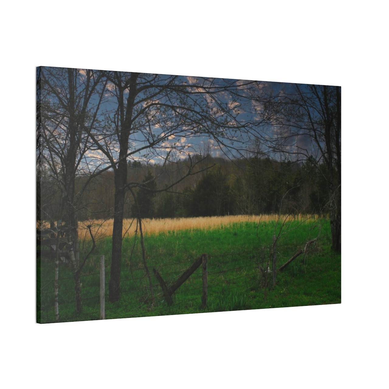 Amber Waves - Stretched Canvas Print