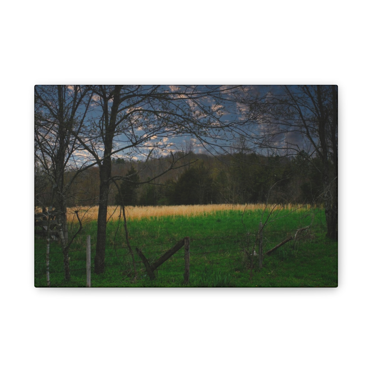 Amber Waves - Stretched Canvas Print