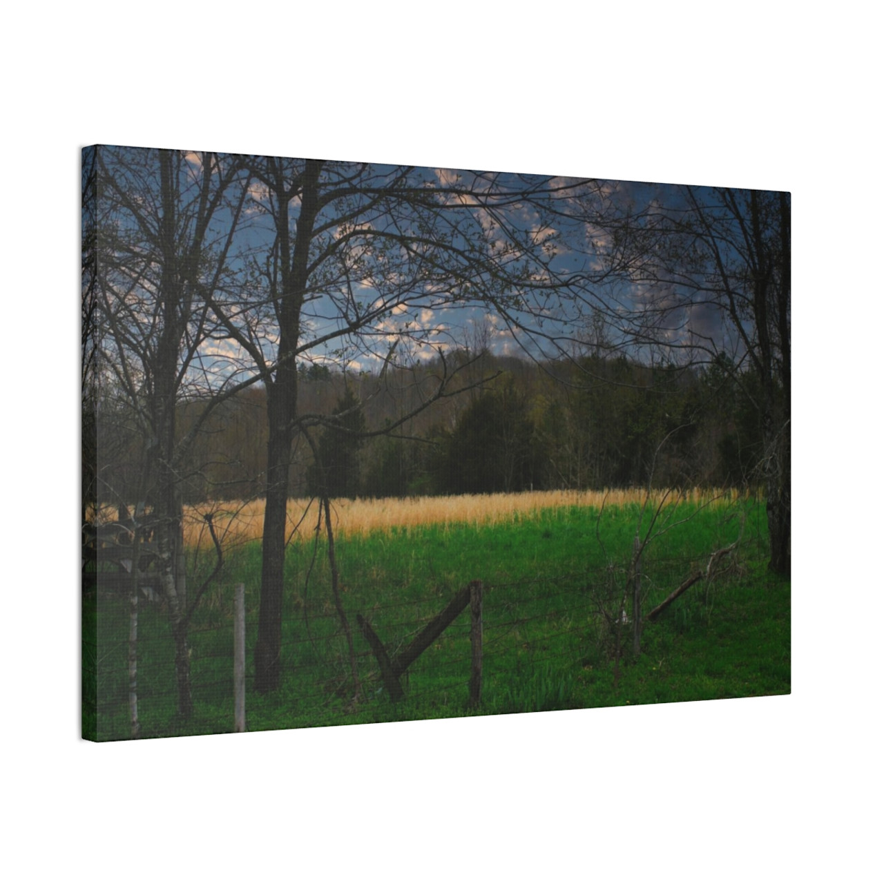 Amber Waves - Stretched Canvas Print