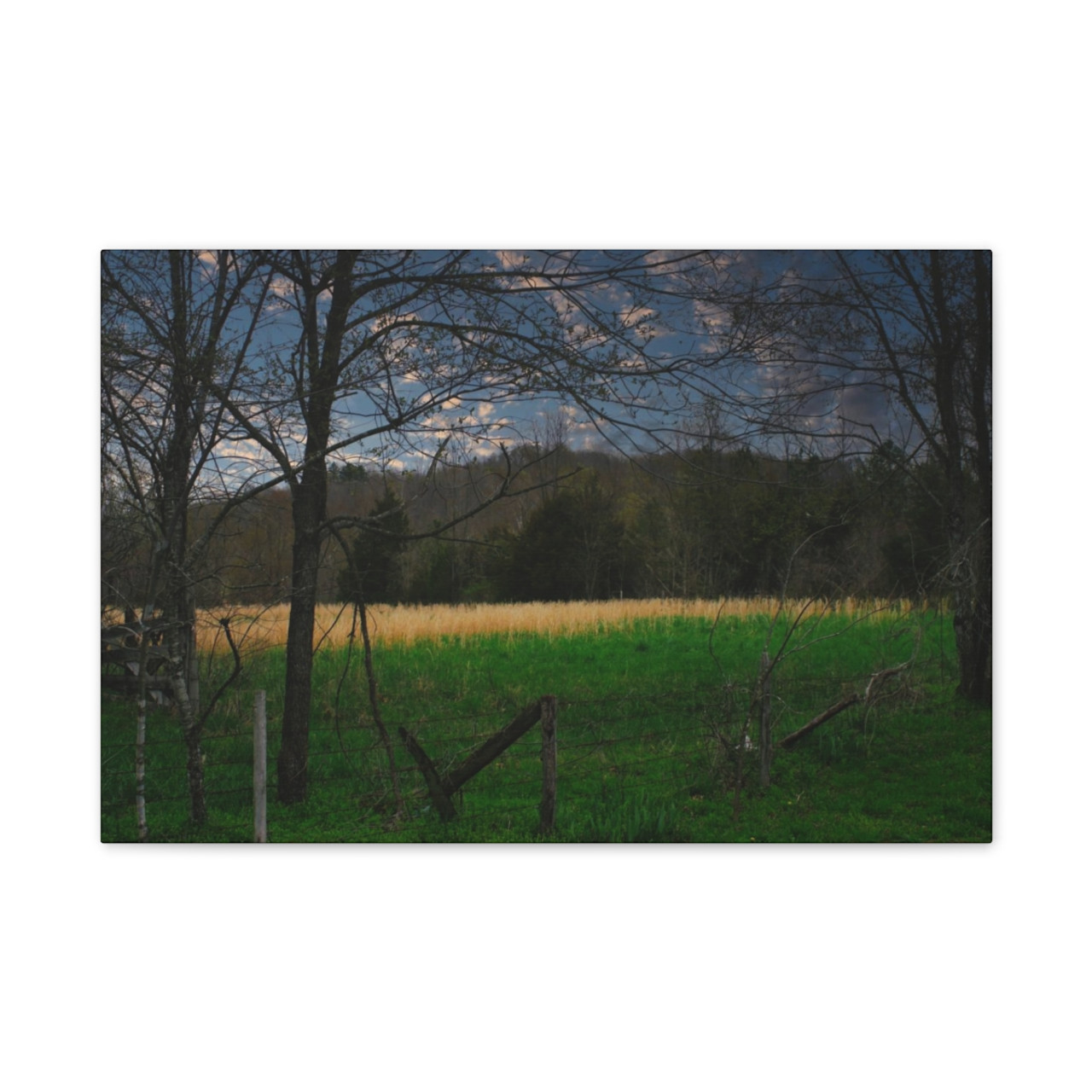Amber Waves - Stretched Canvas Print