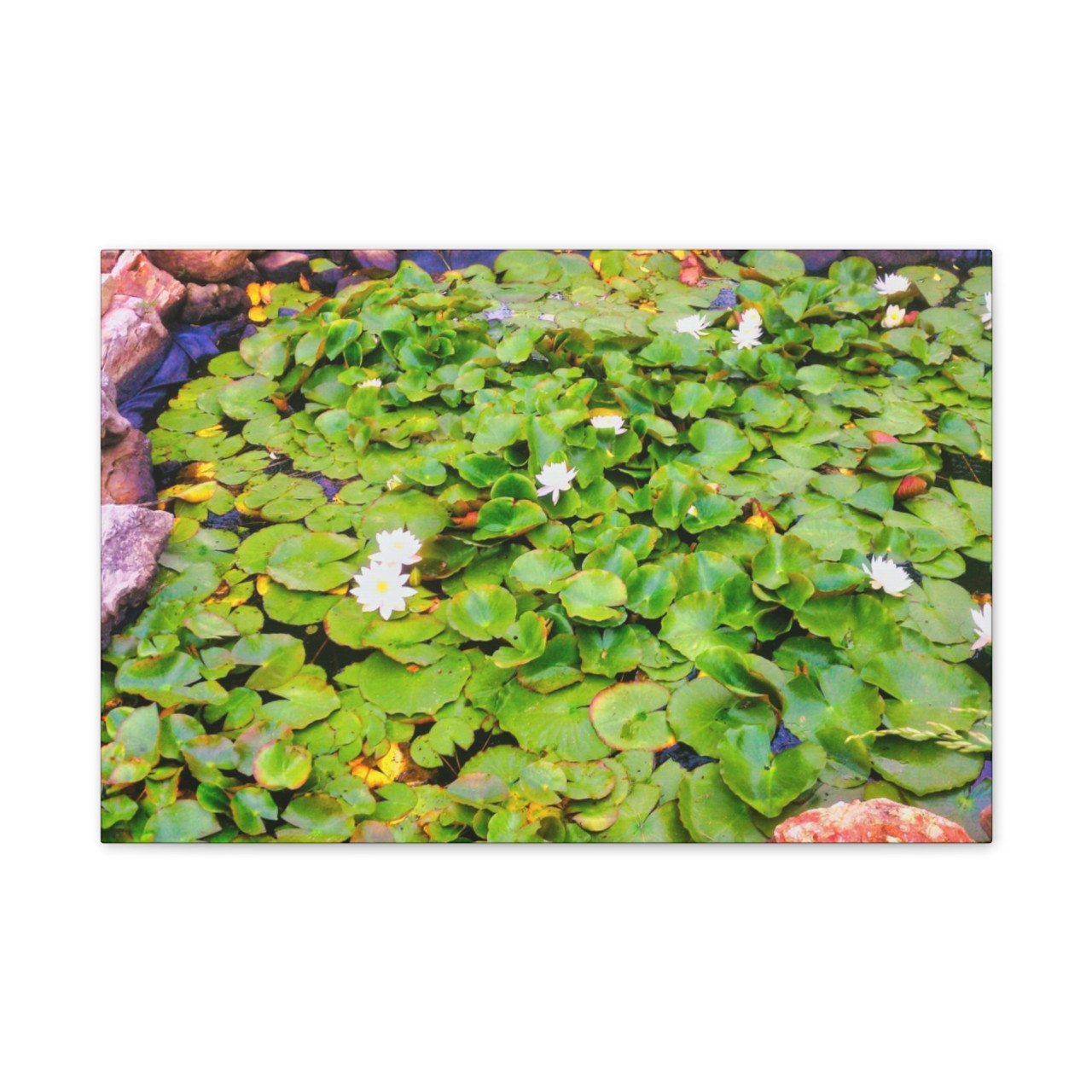 White Lotus - Stretched Canvas Print