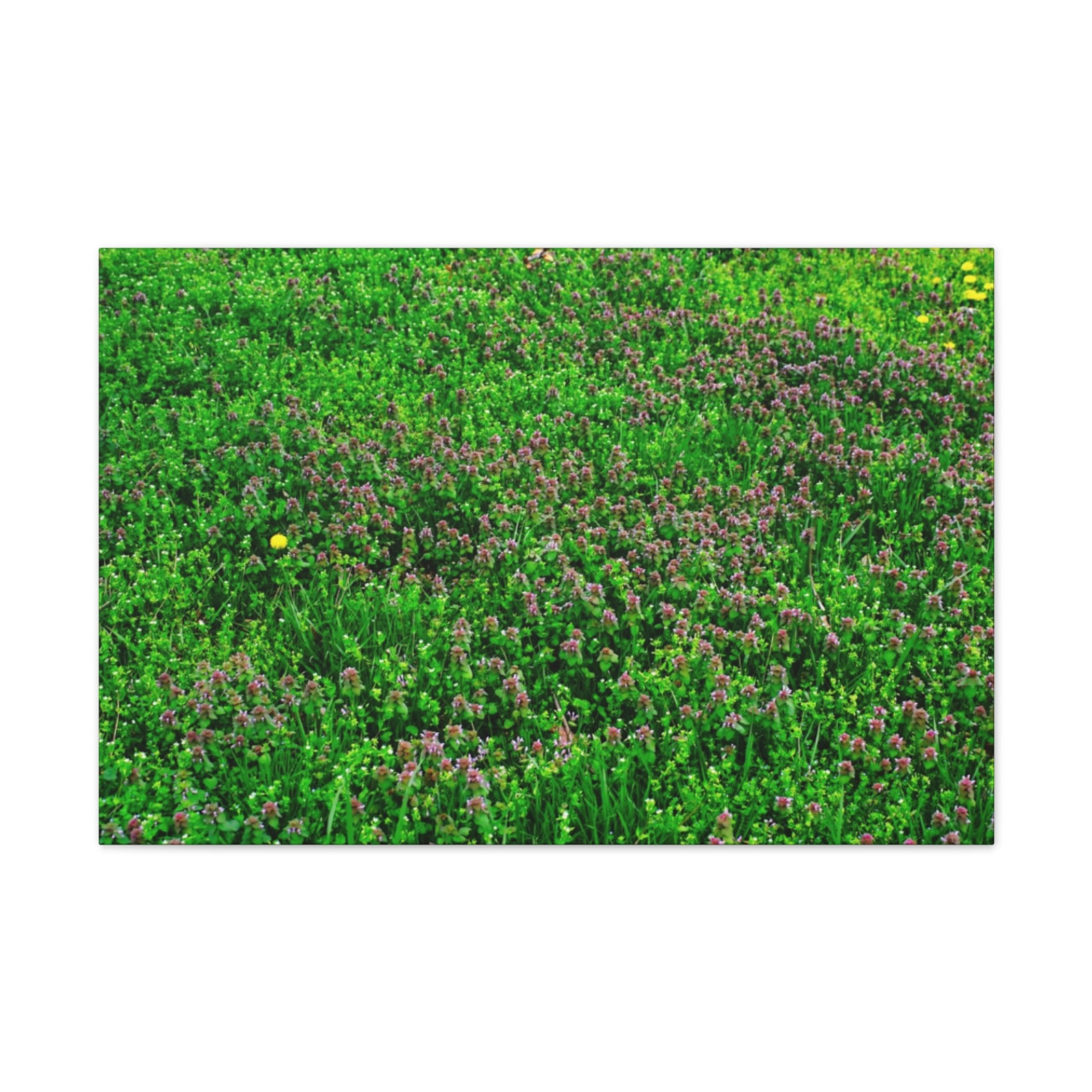 Mint Blooms- Stretched Canvas Print