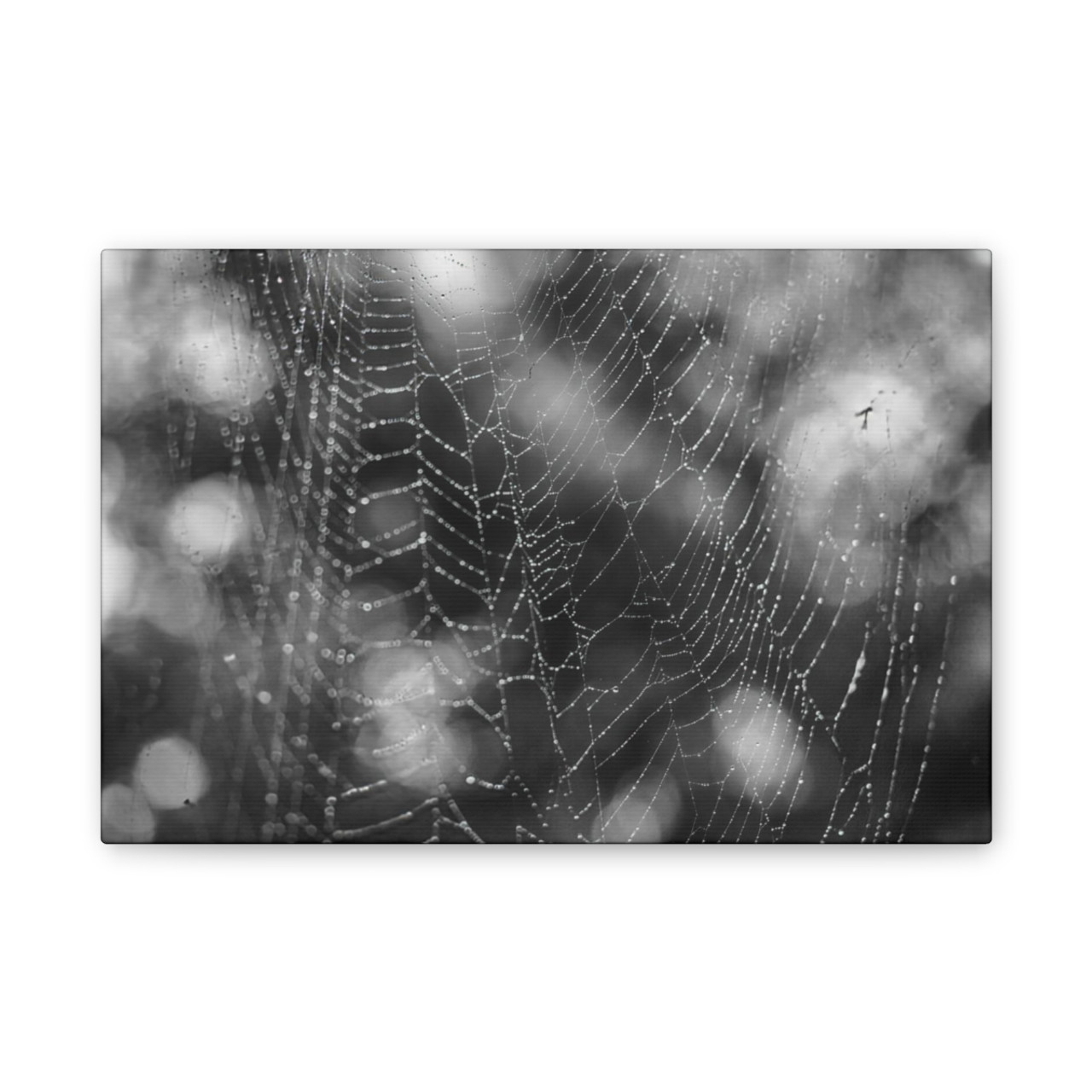 The Webs We Weave - Stretched Canvas Print