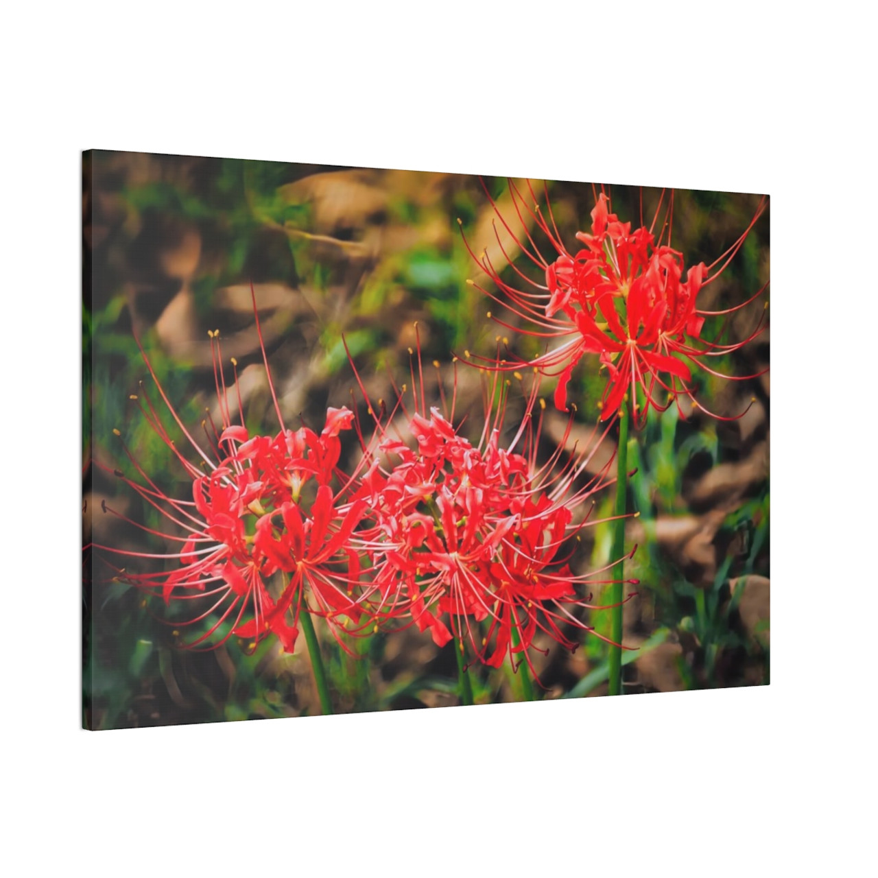 Red Spiders - Stretched Canvas Print
