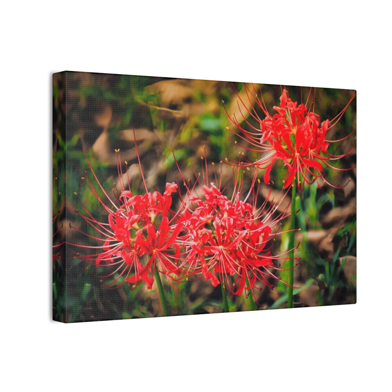 Red Spiders - Stretched Canvas Print