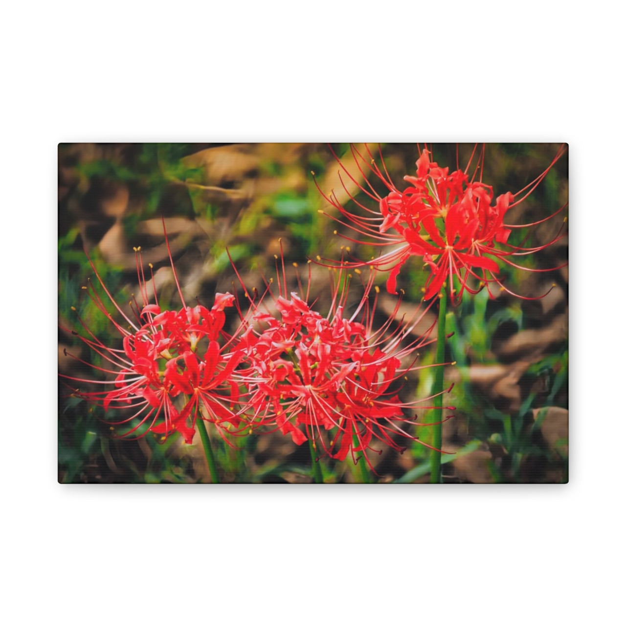 Red Spiders - Stretched Canvas Print