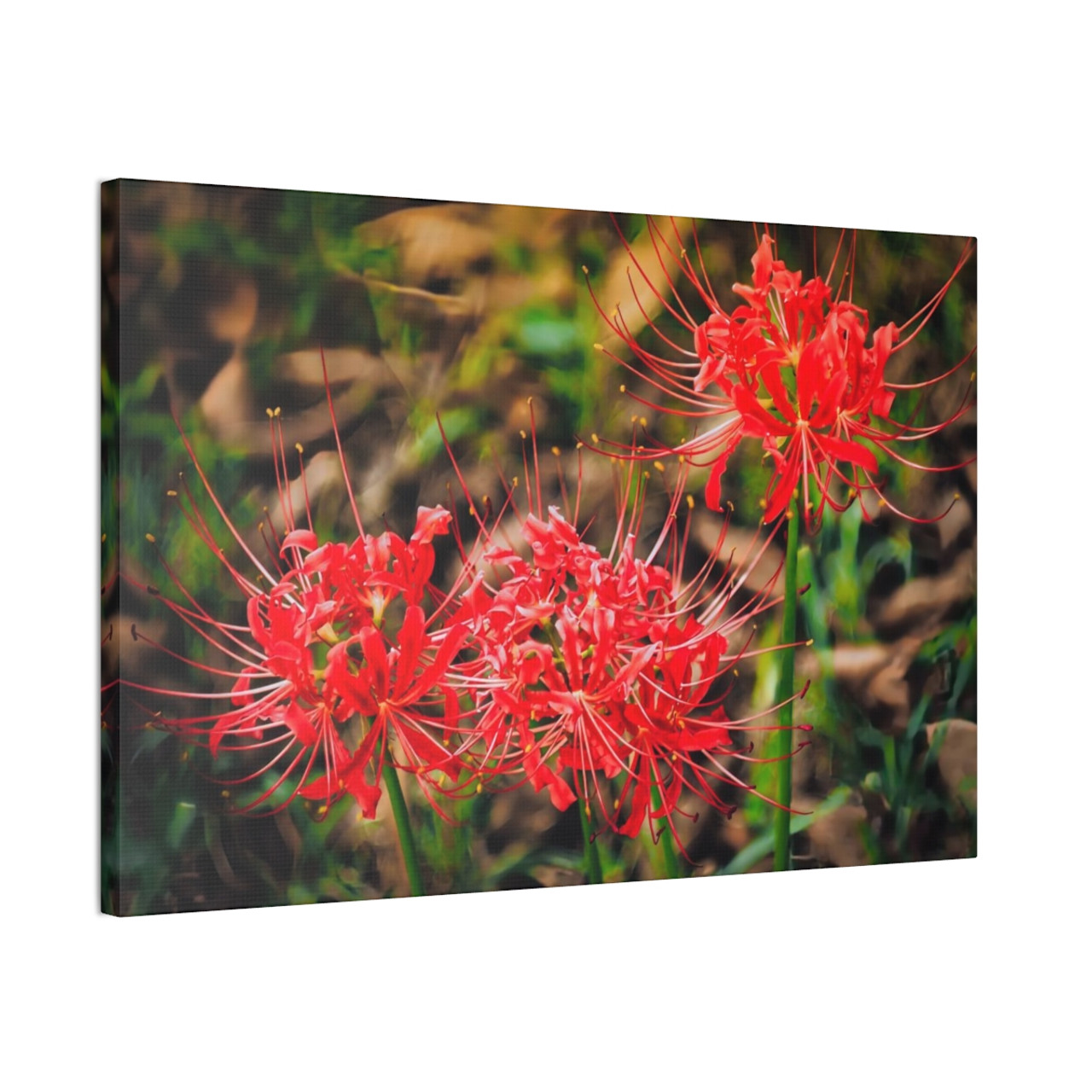 Red Spiders - Stretched Canvas Print