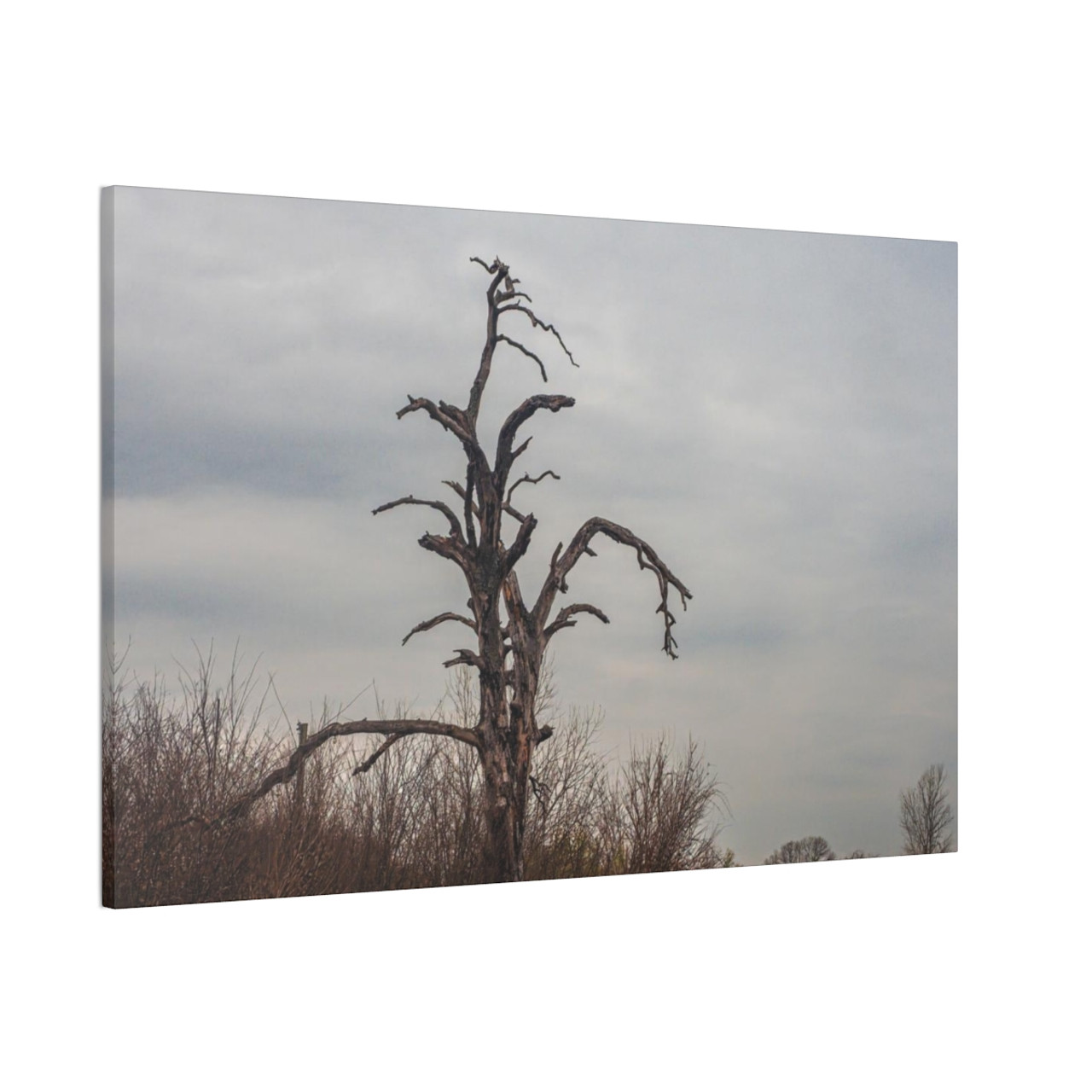 Lonely Oak - Stretched Canvas Print