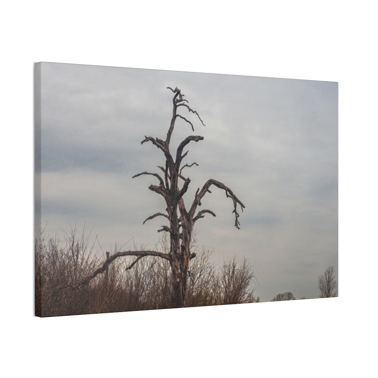 Lonely Oak - Stretched Canvas Print