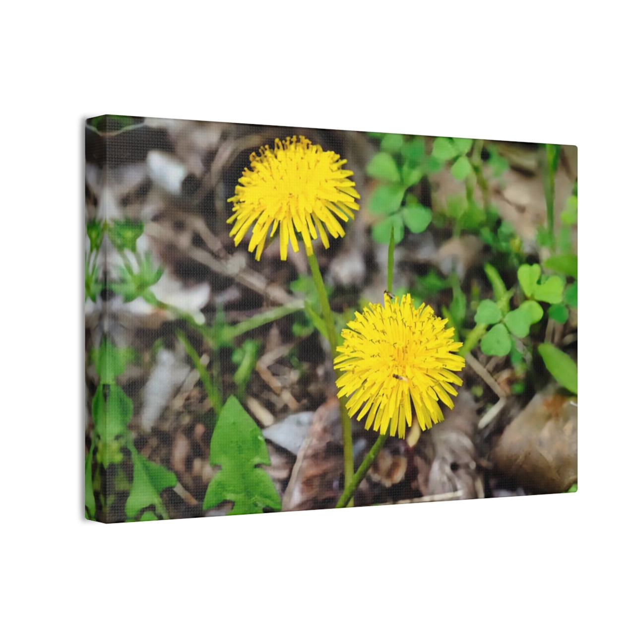 Just Dandy- Stretched Canvas Print