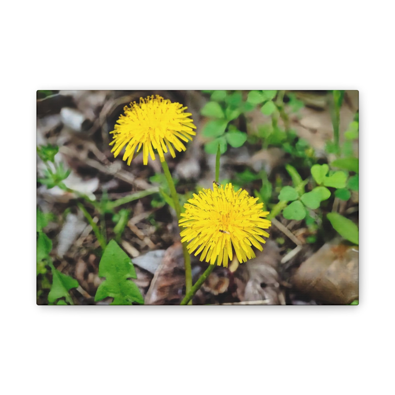 Just Dandy- Stretched Canvas Print