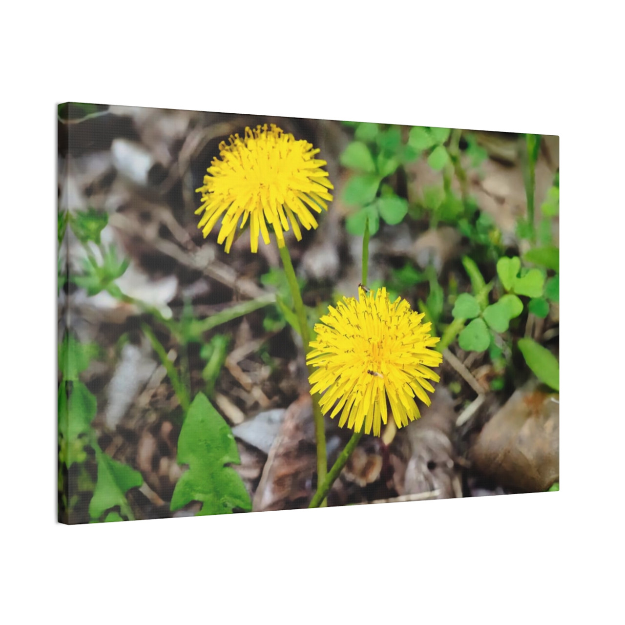 Just Dandy- Stretched Canvas Print