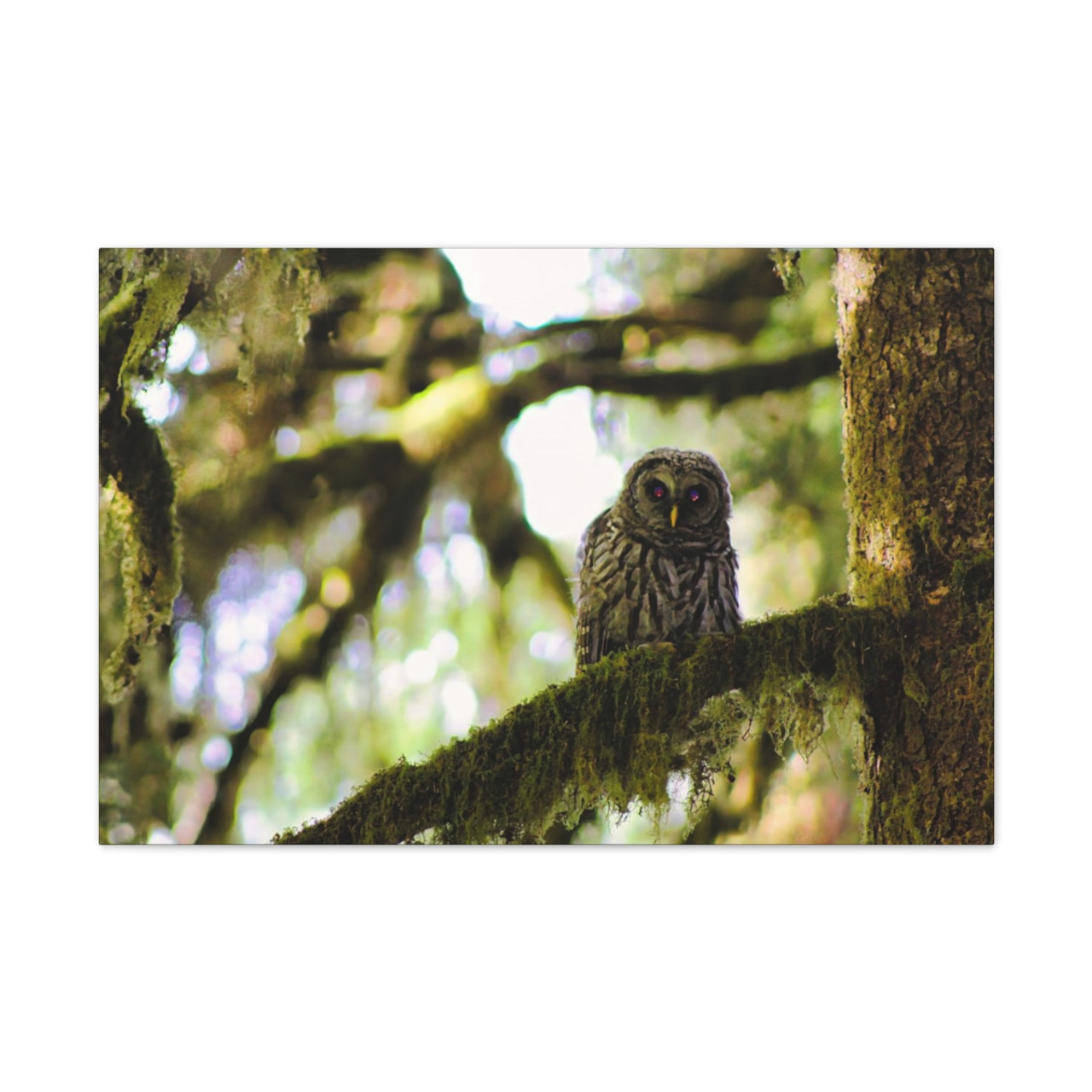 Owl Kami - Stretched Canvas Print