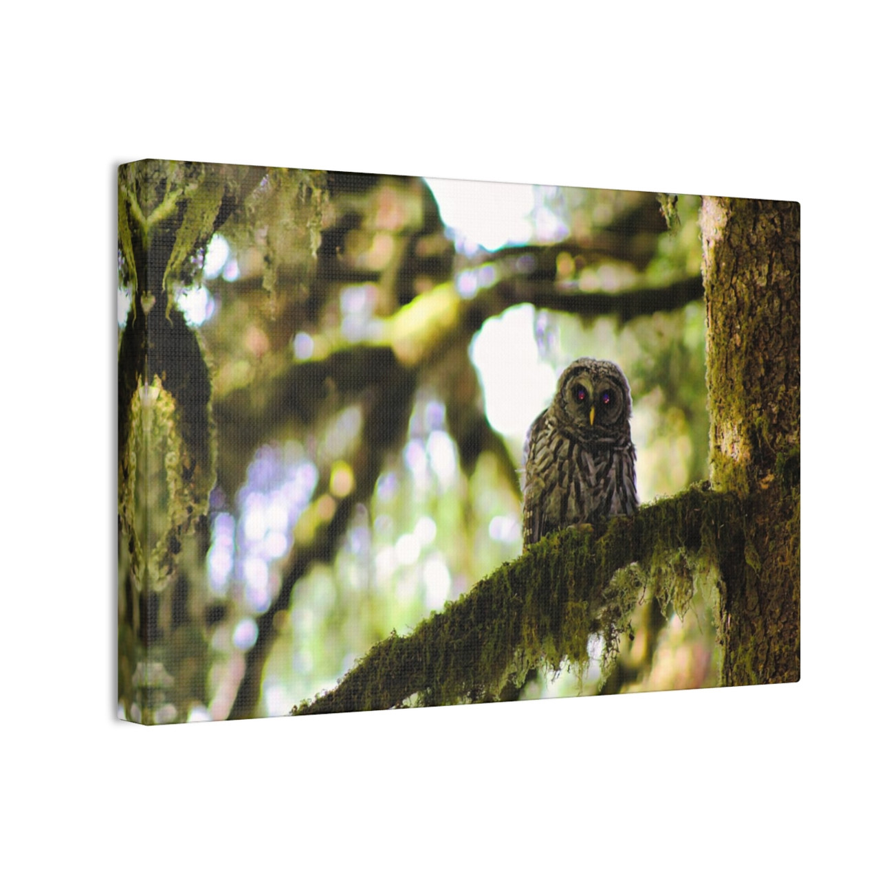 Owl Kami - Stretched Canvas Print