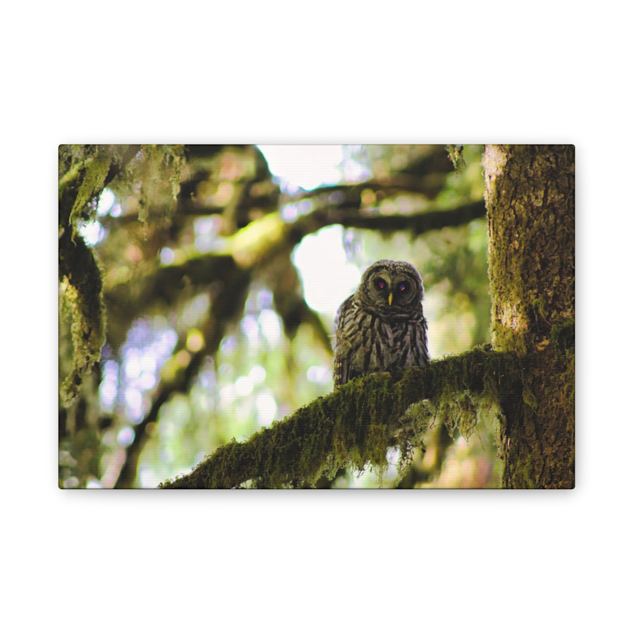Owl Kami - Stretched Canvas Print