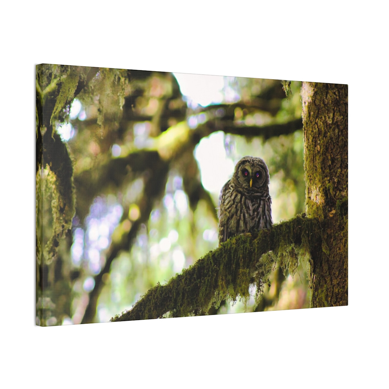 Owl Kami - Stretched Canvas Print