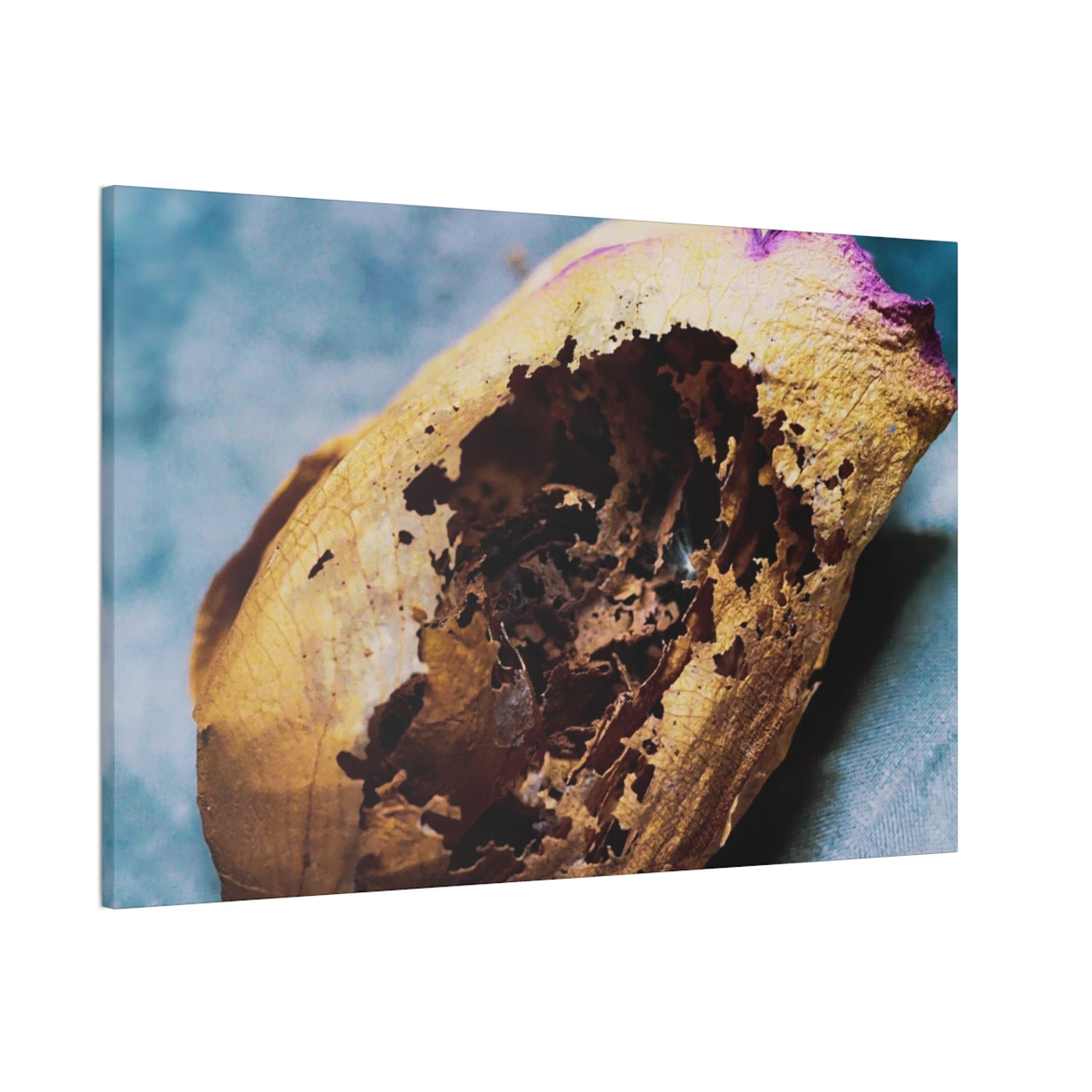 Beauty's Decay - Stretched Canvas Print