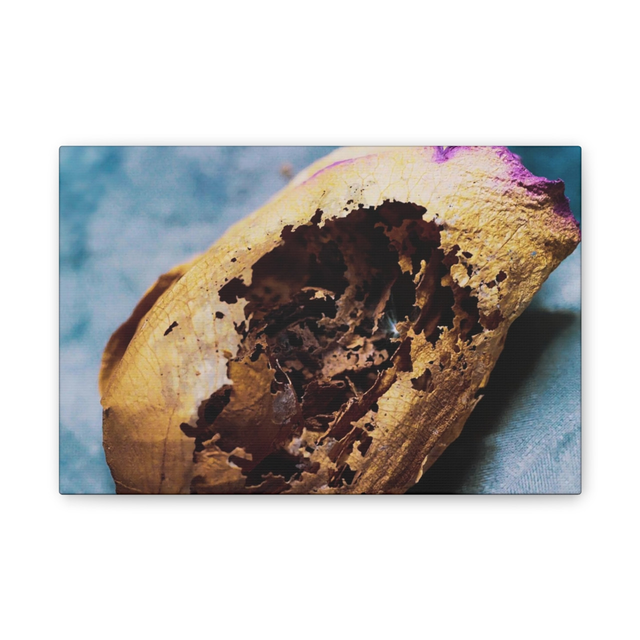 Beauty's Decay - Stretched Canvas Print