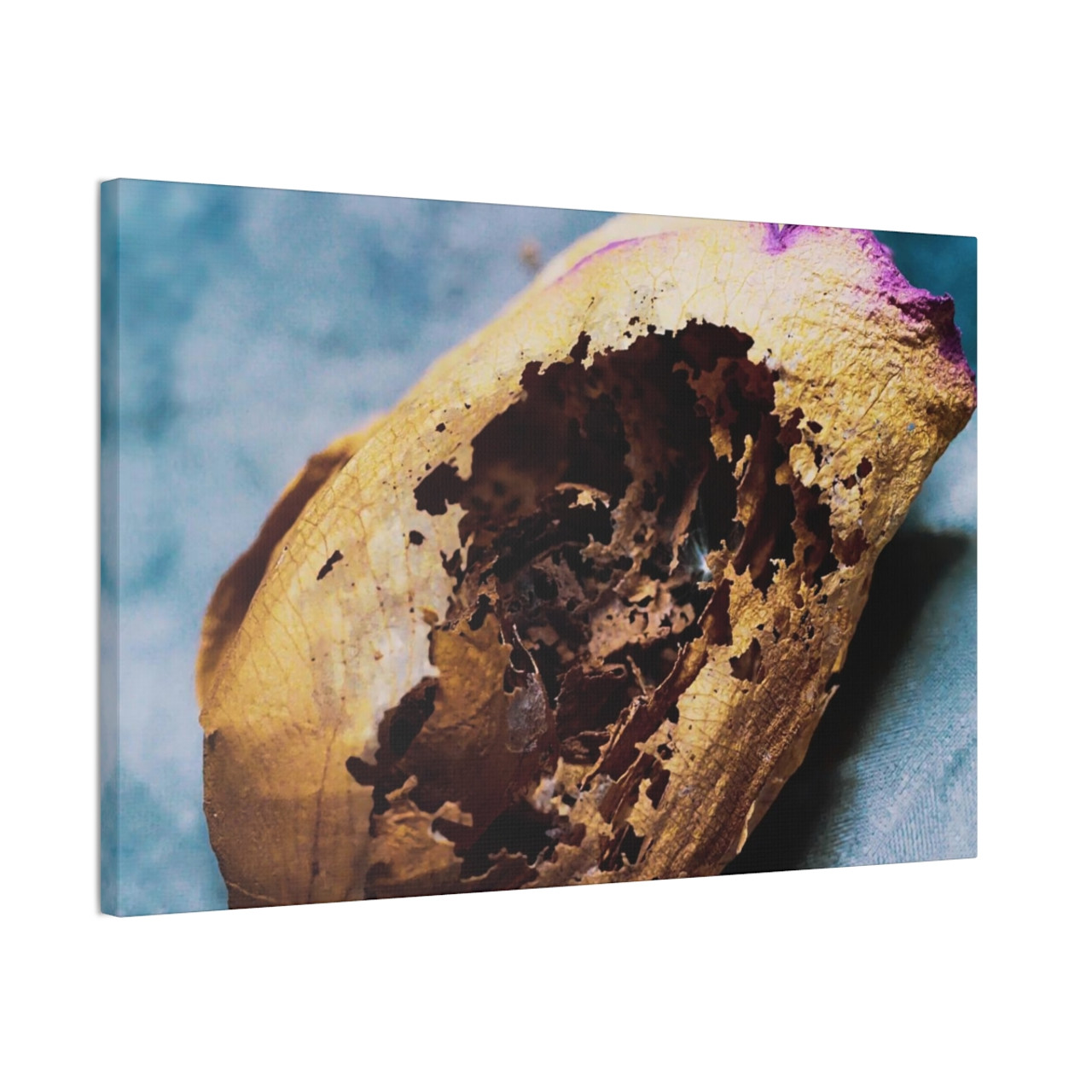 Beauty's Decay - Stretched Canvas Print