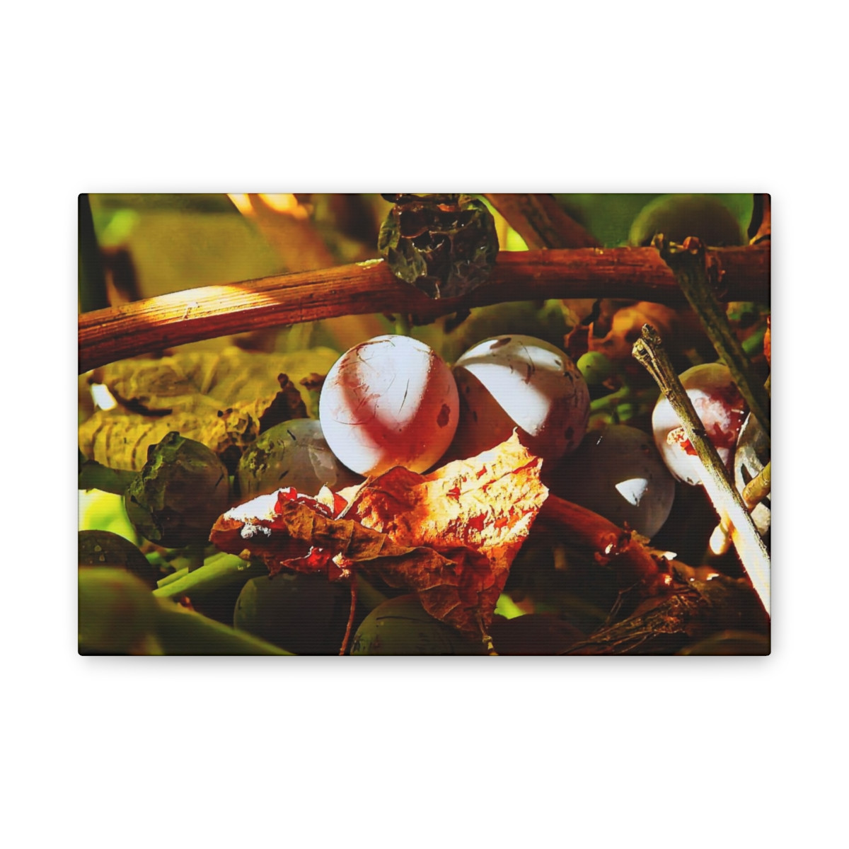 Berries - Stretched Canvas Print