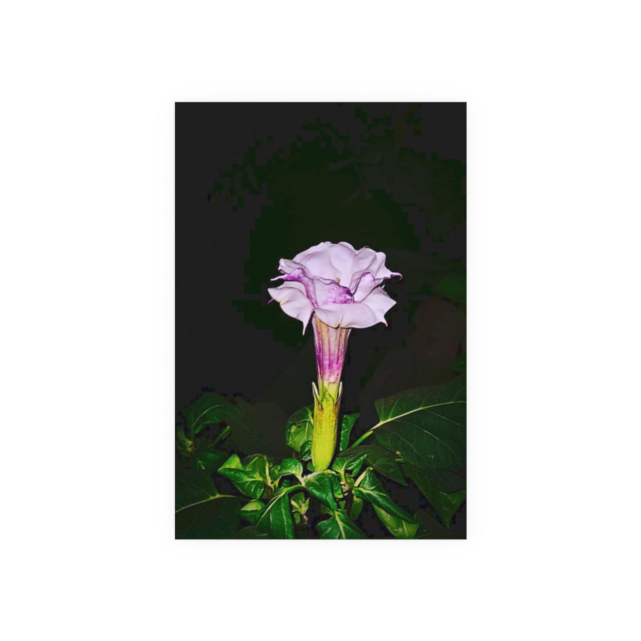 Devil's Trumpet - Photographic Print