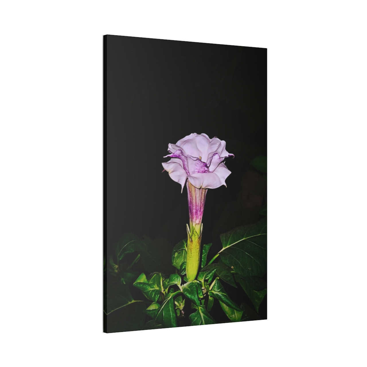 Devil's Trumpet - Stretched Canvas Print