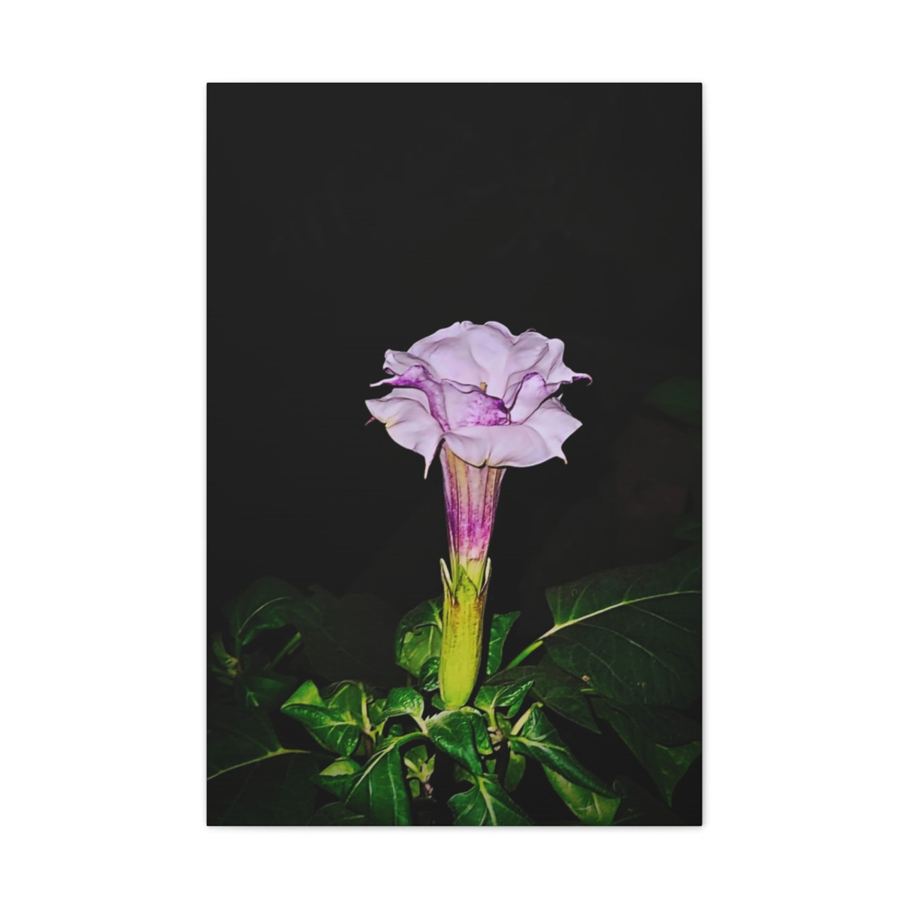 Devil's Trumpet - Stretched Canvas Print