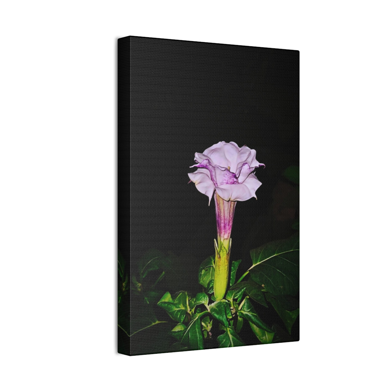 Devil's Trumpet - Stretched Canvas Print